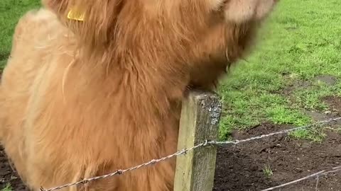funny animal