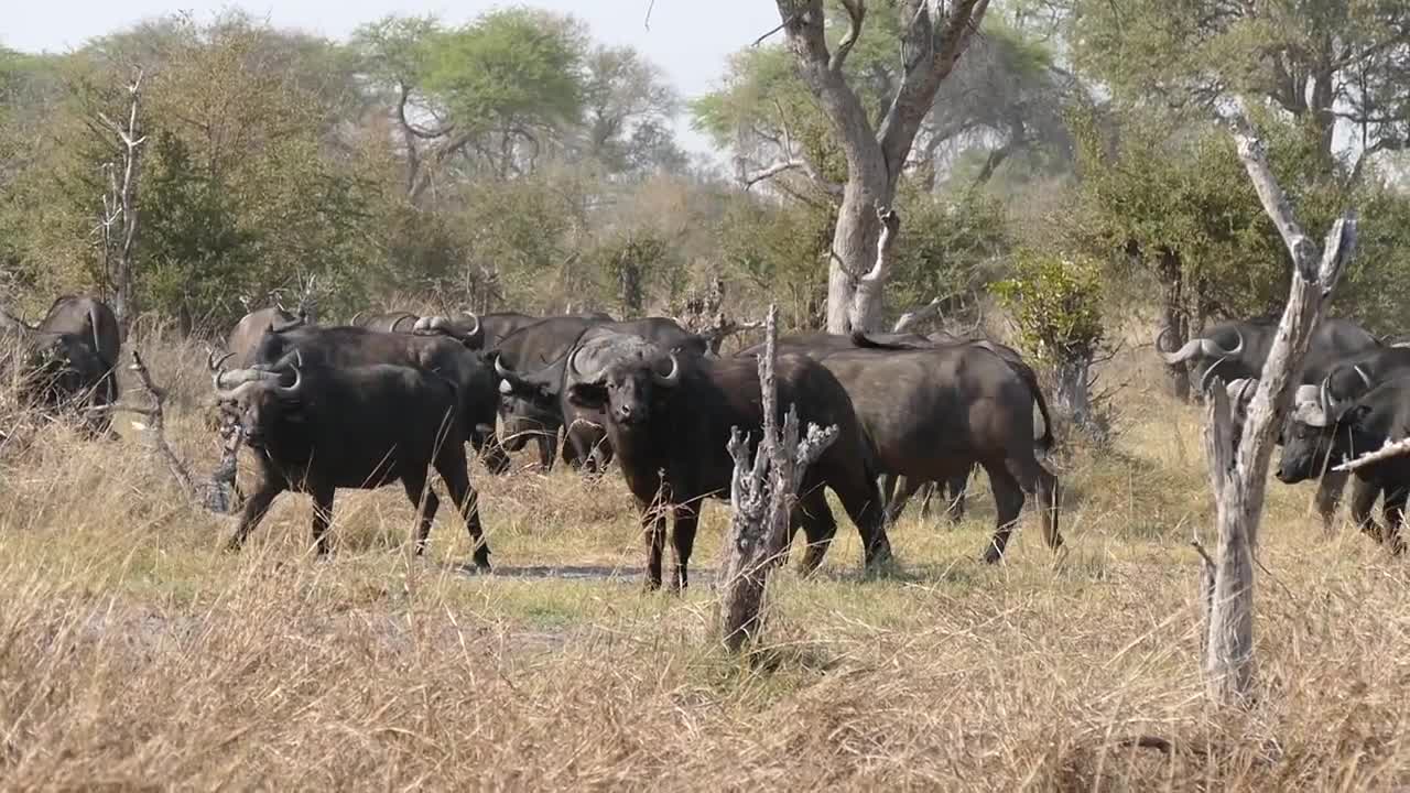 A cape buffalo herd has been recorded