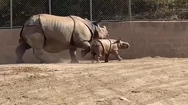 Greater One Horn Rhino baby’s first day out. 🦏