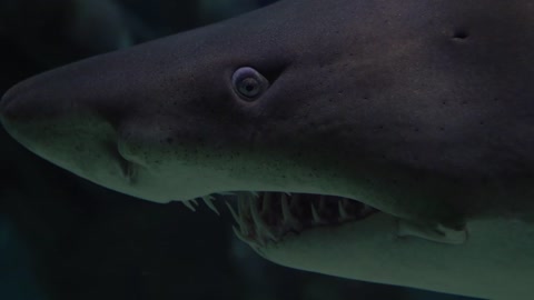 This is the predatorshark.