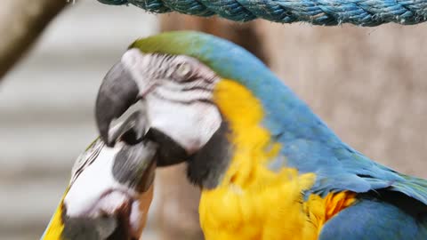 beautiful Bbird Bird Parrot