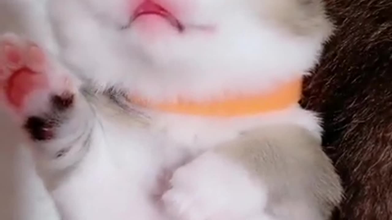 Cute sleeping cat 😚😚