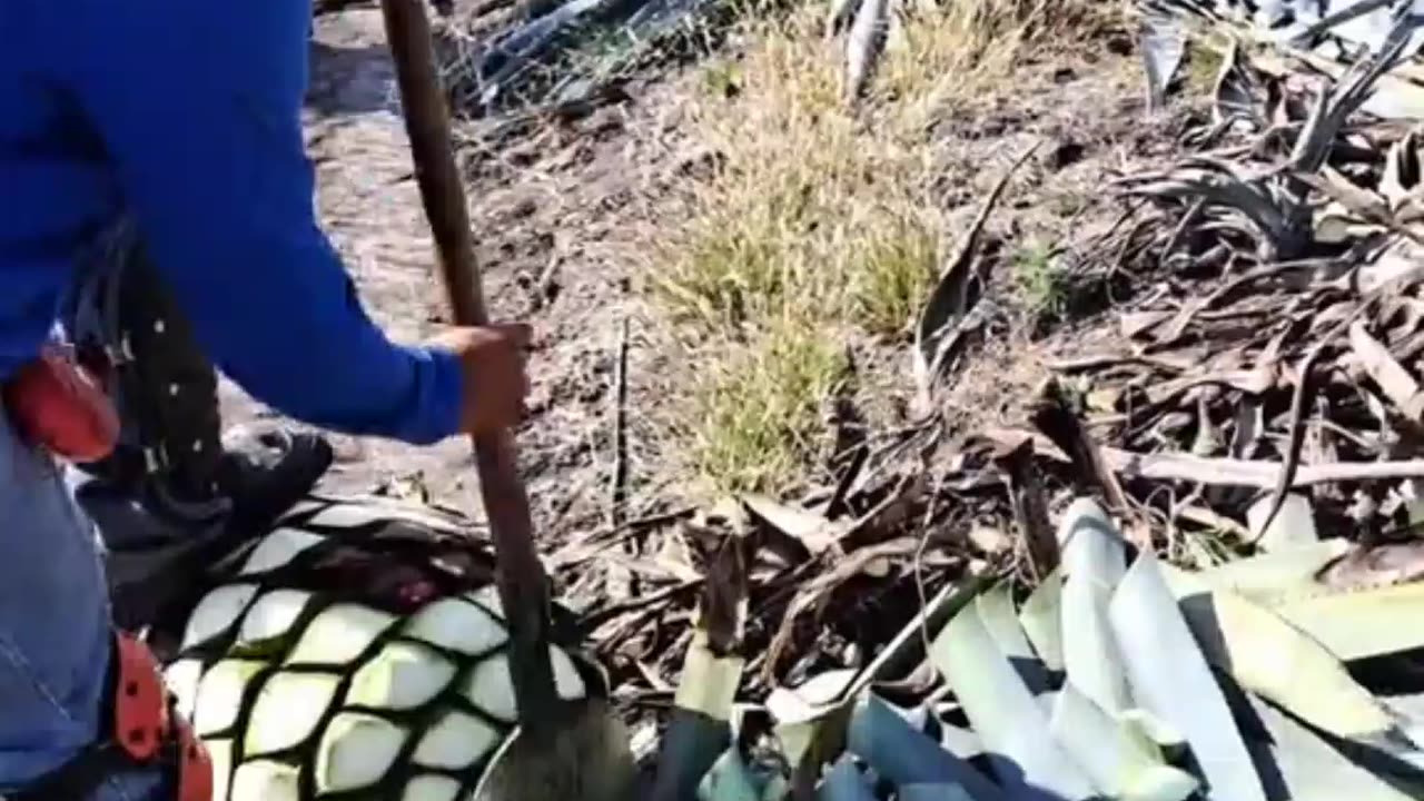 Amazing Fruits And Vegetables Cutting Skills Collections 😋