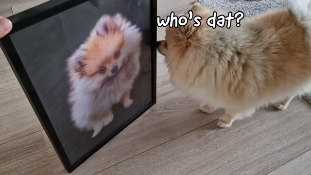 How My Dog Reacts to His Puppy Portrait Photo