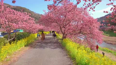 "Love is cherry blossoms