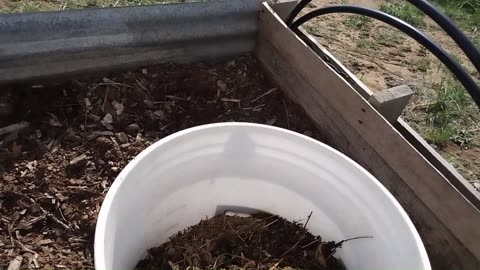 Fall Planting Cover Crops, Spelt and Spinach