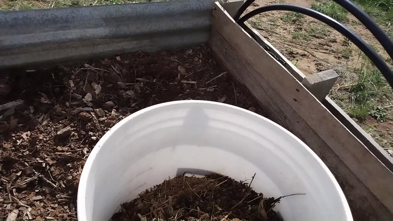 Fall Planting Cover Crops, Spelt and Spinach