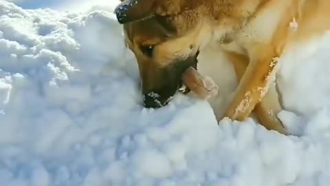 sad this dog froze due to snow