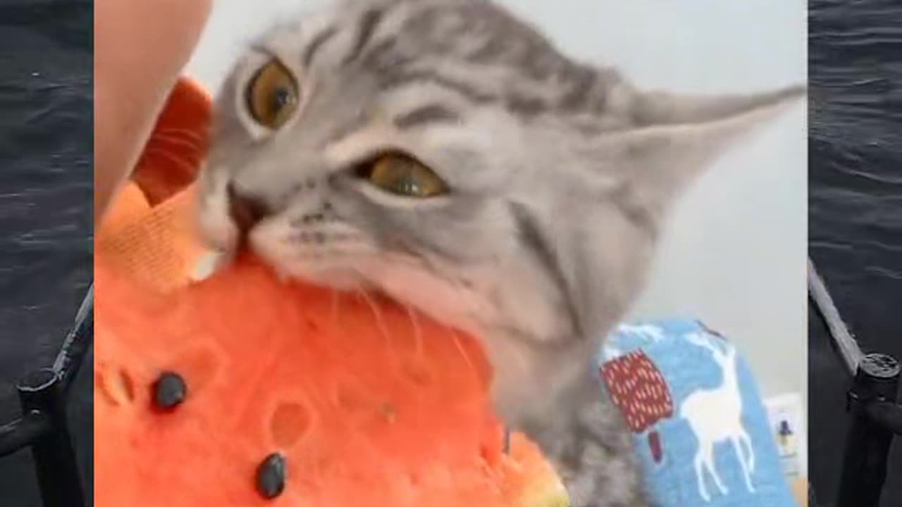 A cat enjoying a Watermelon.