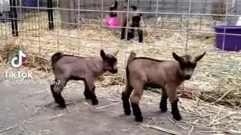 baby goats