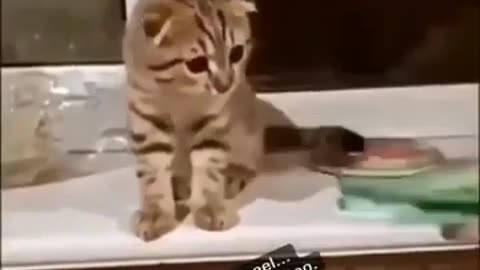 CATS LAUGHING VIDEOS 2023 | THE BEST VIDEOS OF LAUGHING OF FUNNY CATS | FUNNY CATS