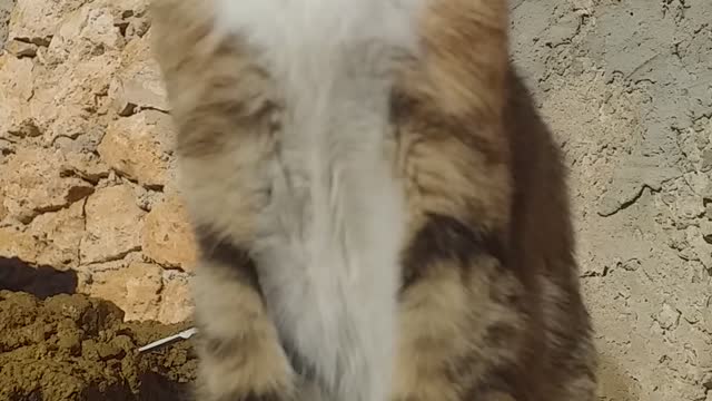 My lovely cat is outside in front of the sun warming up