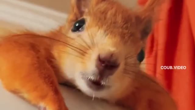 squirrel