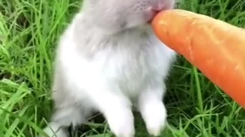 The appearance of the rabbit eating carrots cute no