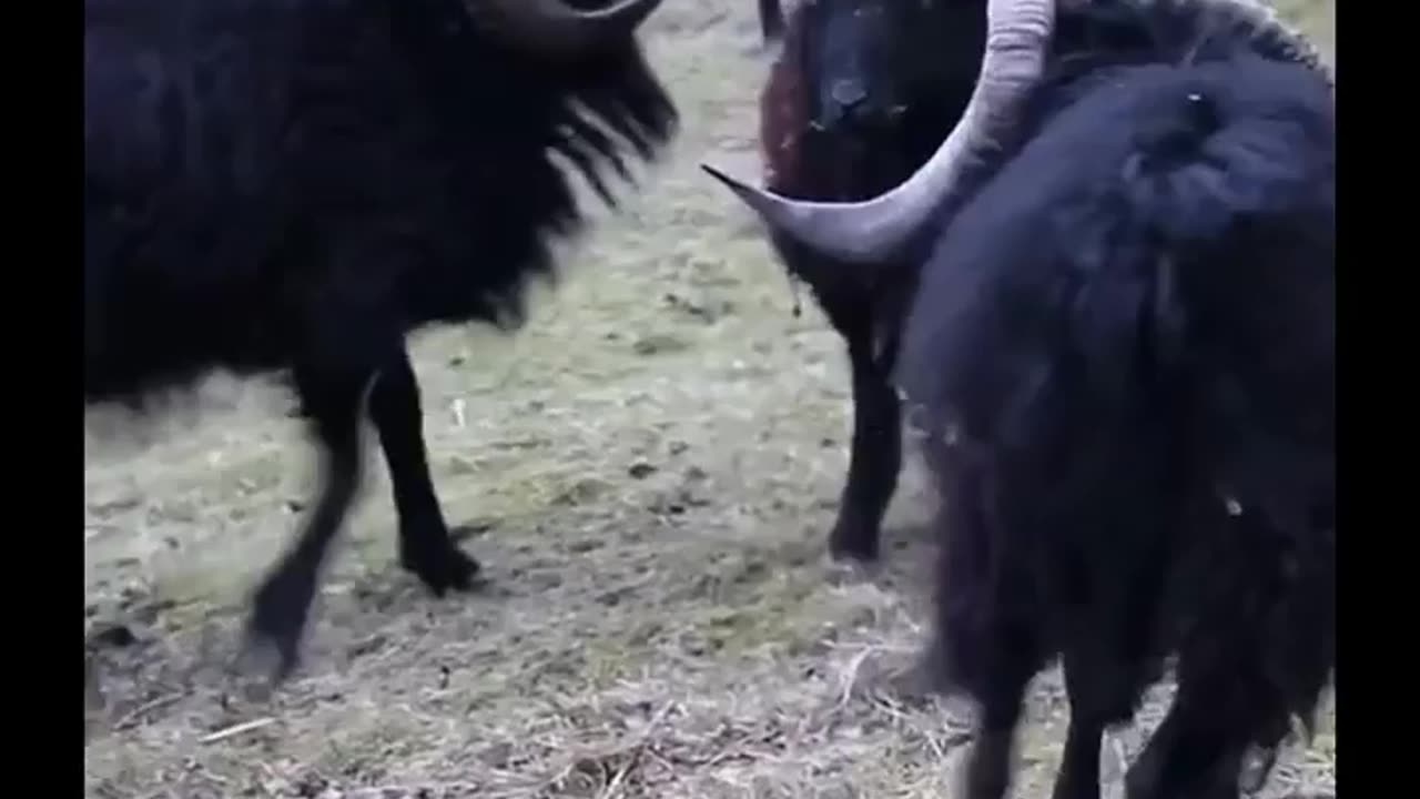 Angry goats