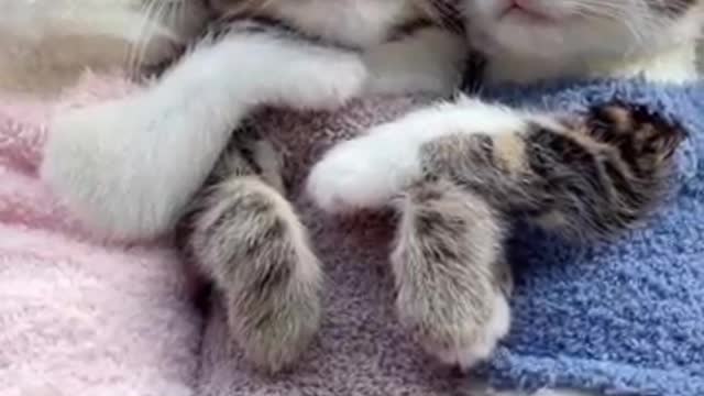 Three Kittens Cuteness Video / Cats Sleeping funny video