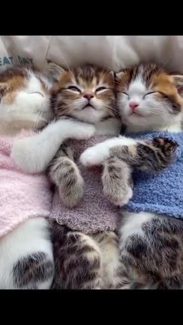 Three Kittens Cuteness Video / Cats Sleeping funny video