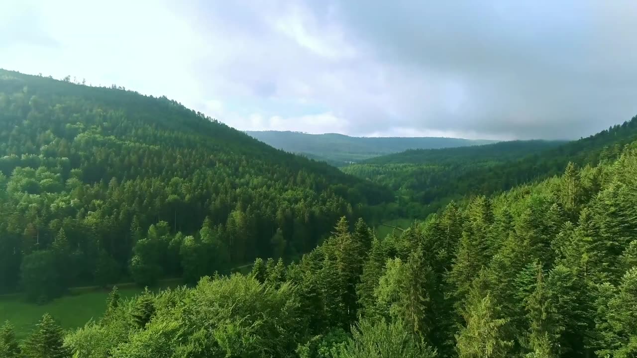 forest life_relaxing video_relaxing music_Aerial view winter_nature_nature video_germany