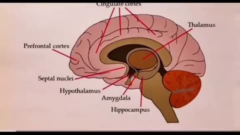 Barbara O'NEILL on how our brain connects to God.