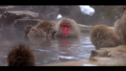 Baboons help each other with their hair while enjoying a hot spring