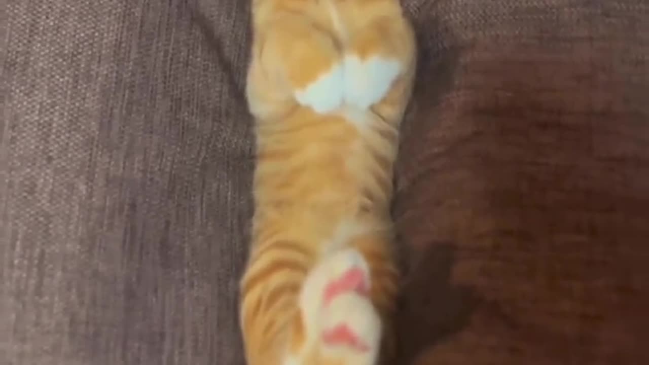 Does my cat look comfortable?