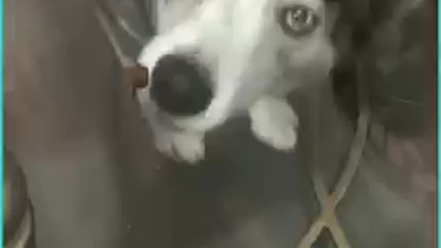 adorable dogs and puppies tricked by a mirror