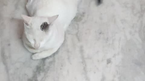 Cat playing with her babies (so cute) 😙😙