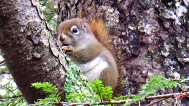 Red Squirrel