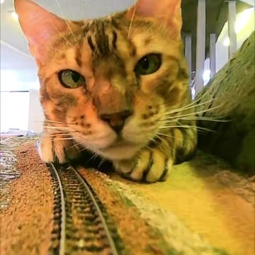 Cats the destroyers of modern day rail transport systems 😂