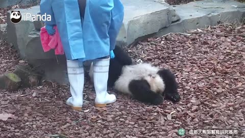 Baby panda having a milk break