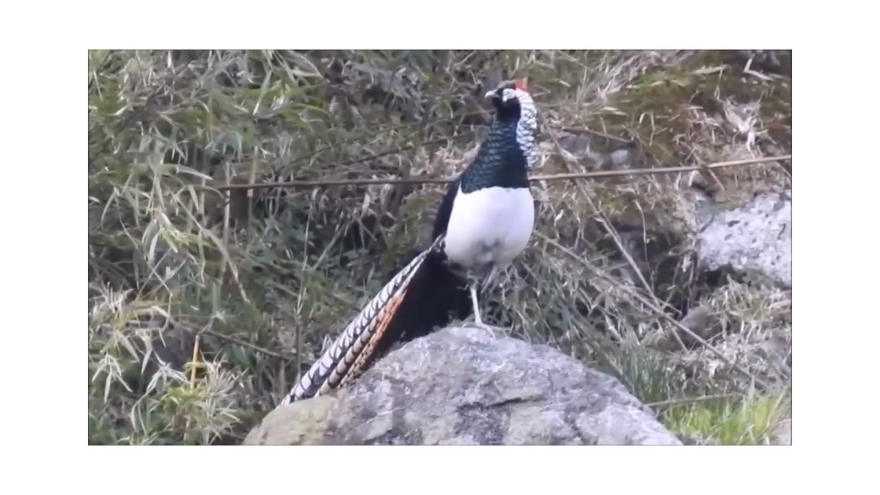 Beautiful Golden Pheasants and Wading Birds