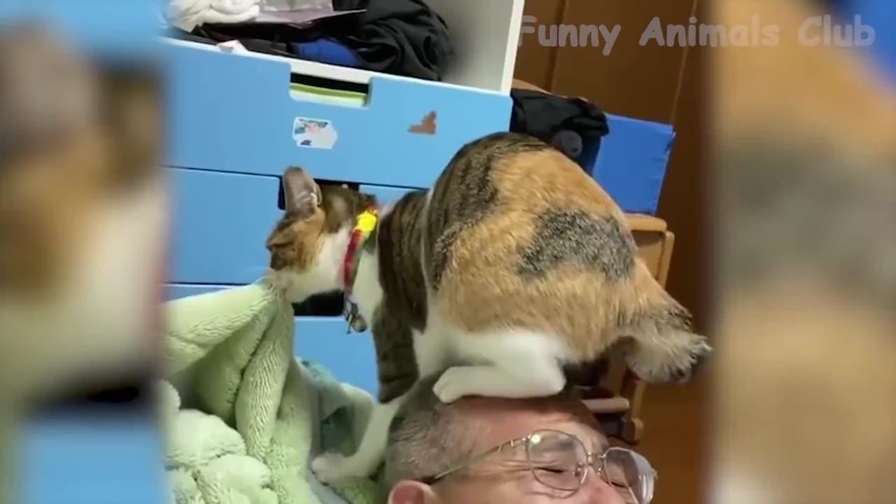 Best Funny Cat Videos That Will Make You Laugh All Day Long