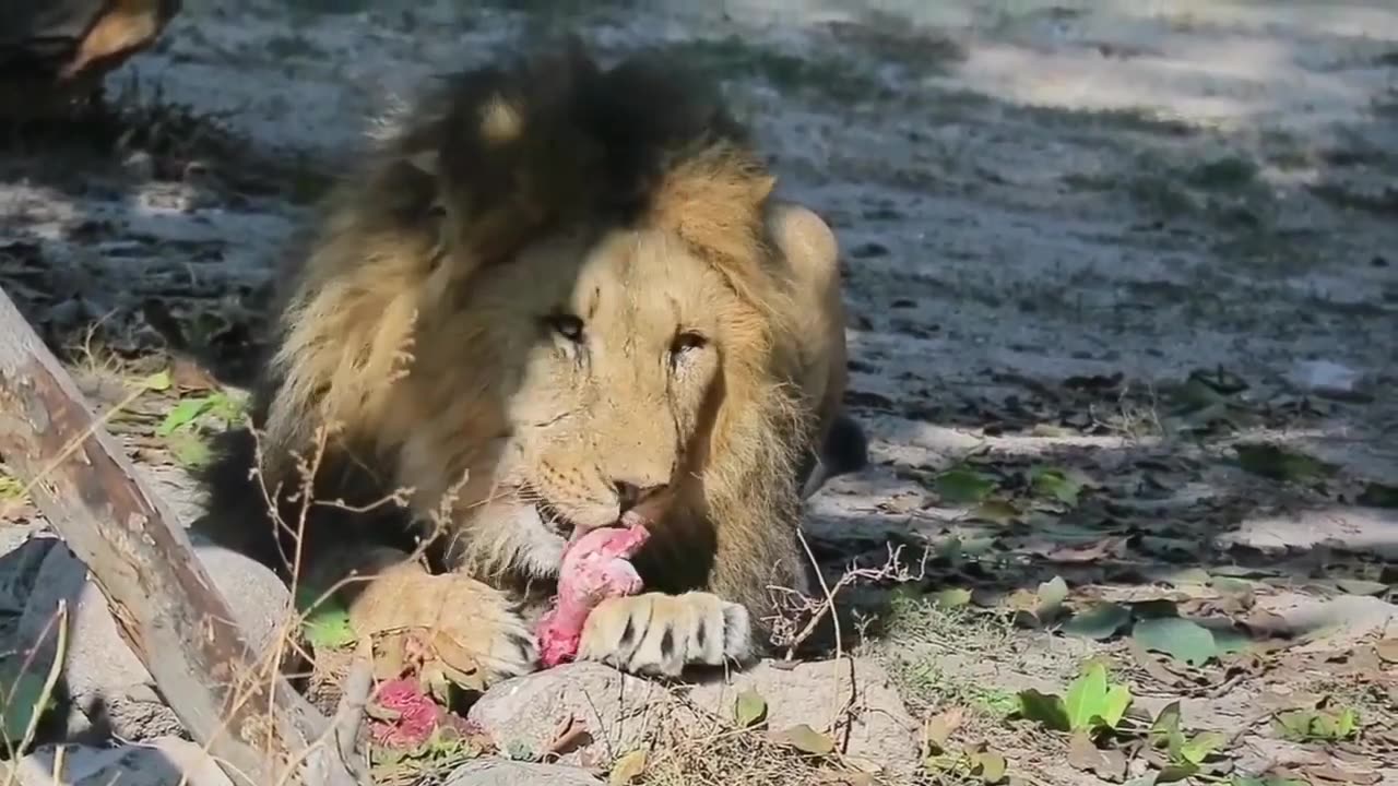 Lions Hunting Animals