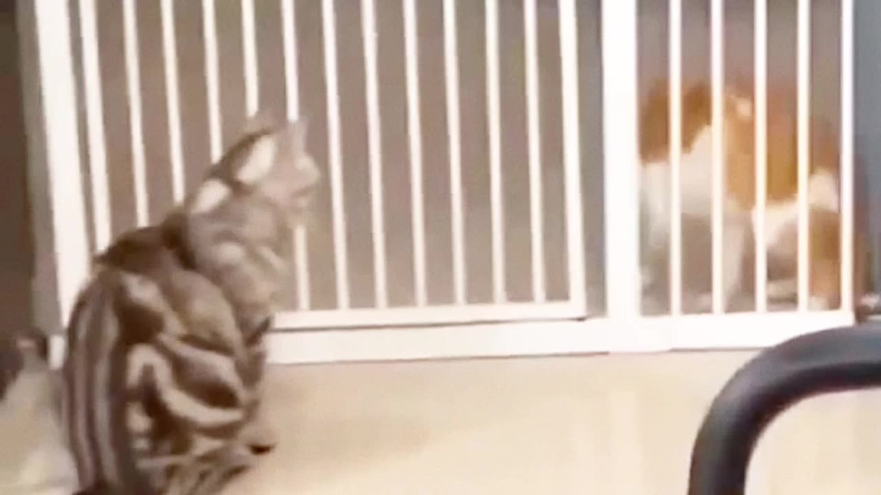 The Mischievous Cat Chronicles: Hilarious Feline Antics!