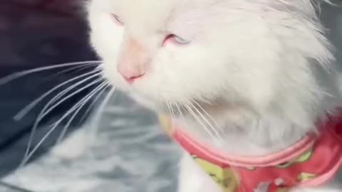 Cats choose us; we don't own them.