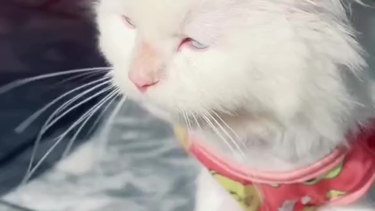 Cats choose us; we don't own them.