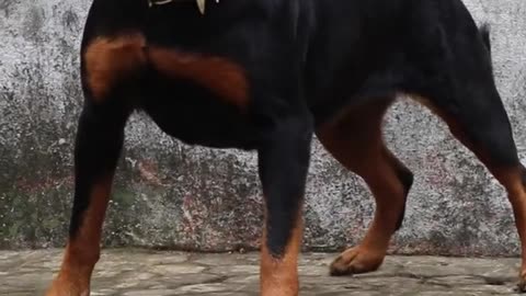 Angry Rottweiler😡😡