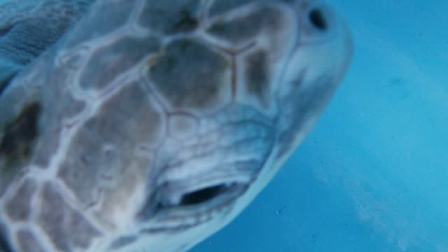 turtle close up