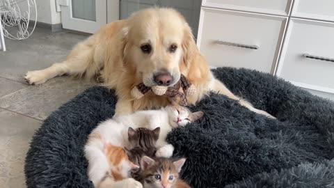 How the Golden Retriever and New Tiny Kittens Became Best Friends [Cutest Compilation]