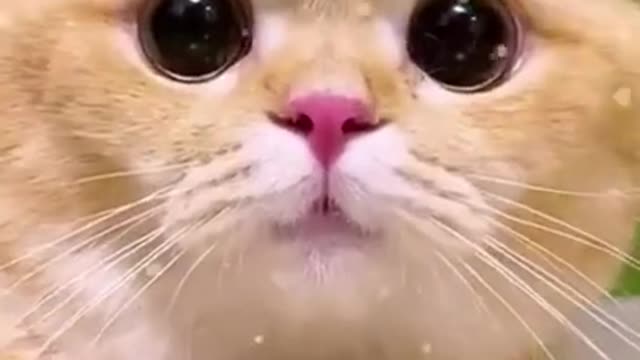cute cat