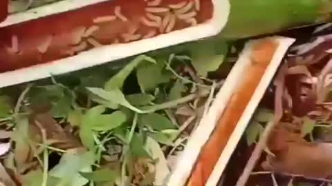 This is a beautiful and charming water-dwelling species