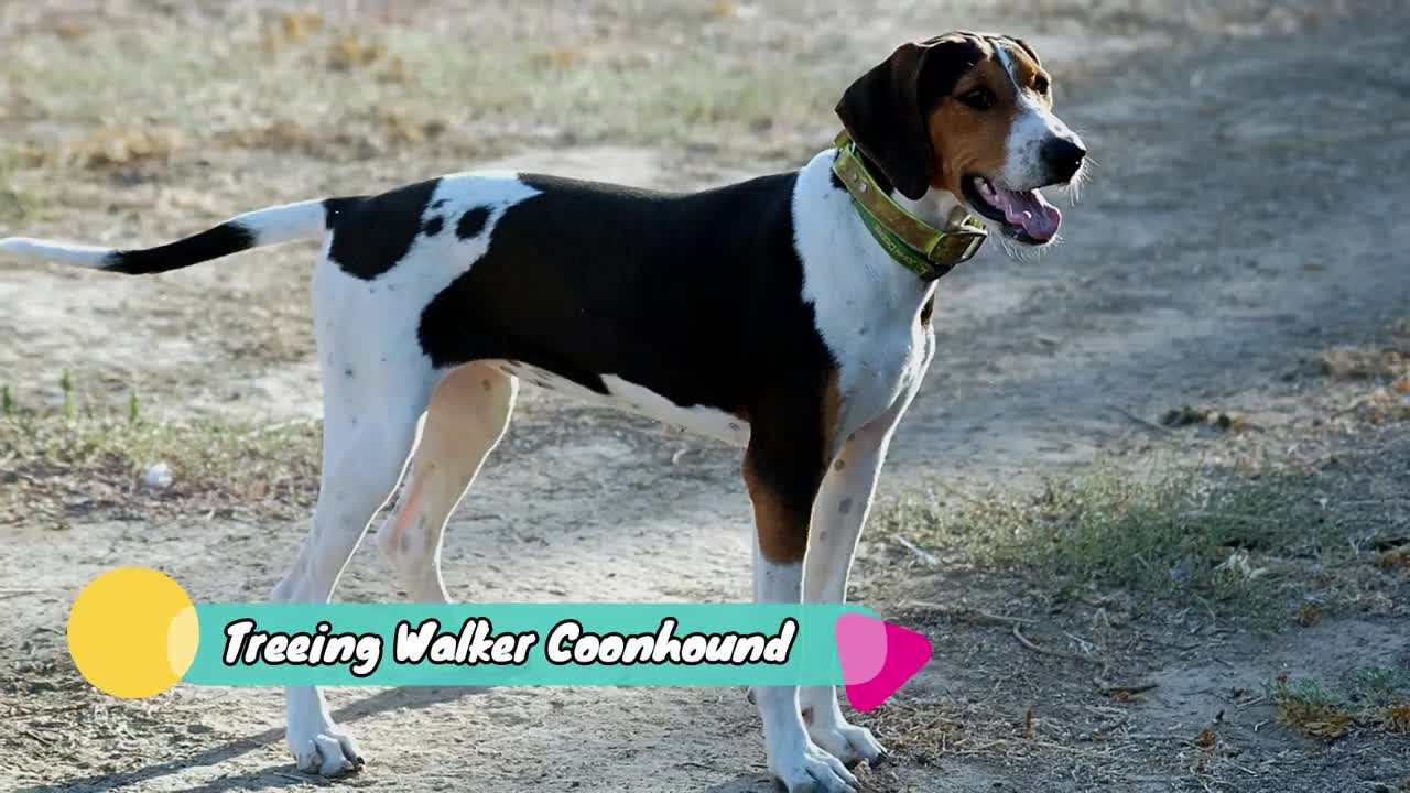 All Hound Dog Breeds List (A - Z)