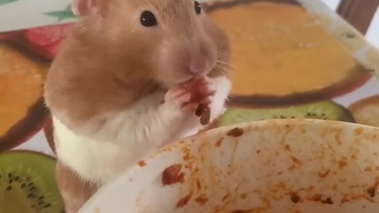 Hamster eat spaghetti 🍝