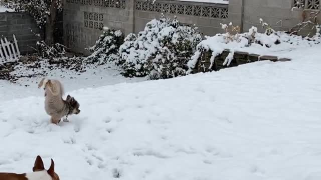 Talented Dog Peeing While Doing A Handstand In The Snow