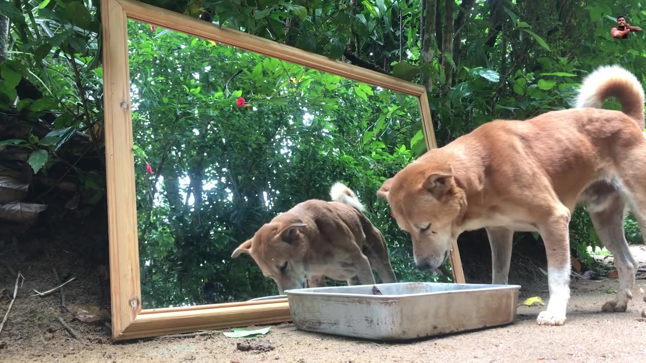 Dog Prank on Mirror