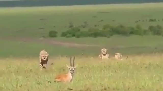 Leopards are hunting gazelle