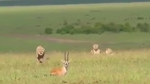 Leopards are hunting gazelle