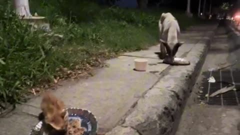 Feeding stray dogs (PHILIPPINES)