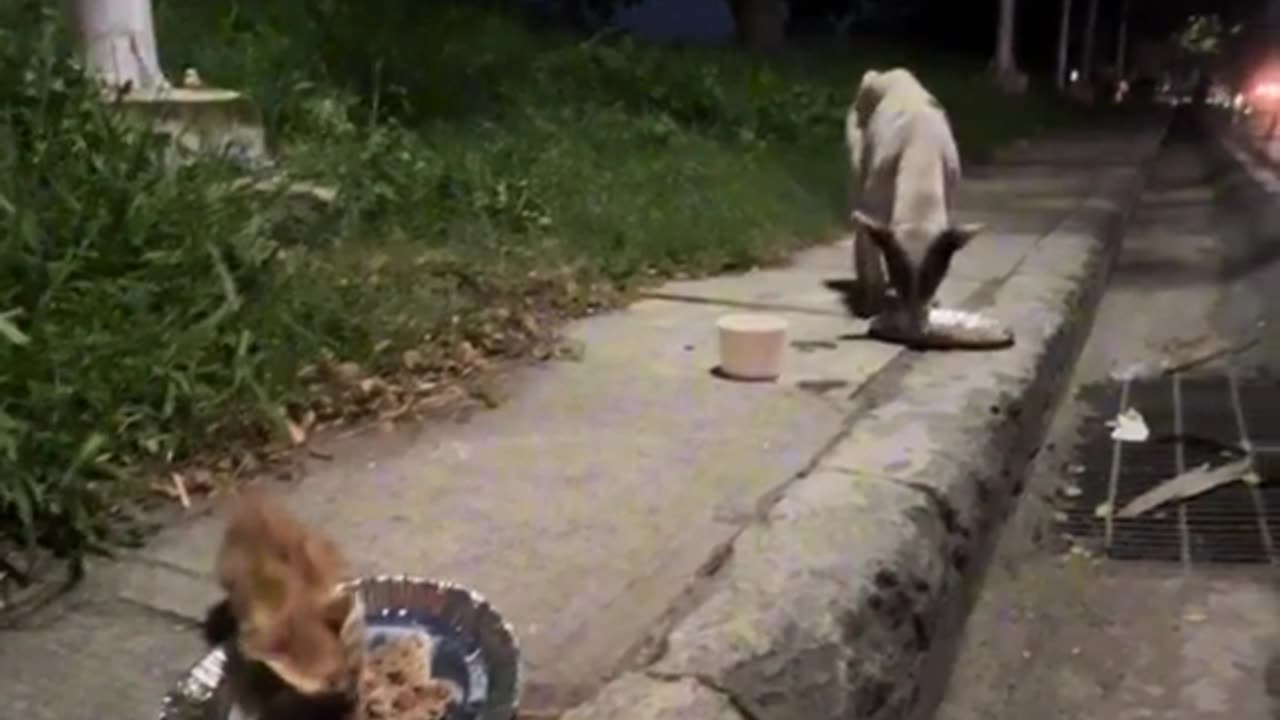 Feeding stray dogs (PHILIPPINES)