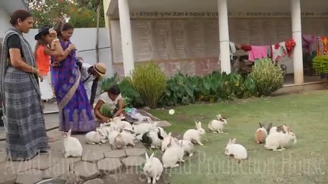 Cute Animal Rabbits ass Rabbit Farming in India - Indian Rabbit - ढेर सारे खरगोश_Cut